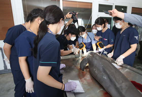 전국 8개 대학 수의과대학 학생들과 관계자들이 19일 오전 제주시 한림읍 한국수산자원공단 제주본부에서 제주 해역에서 발견된 상괭이와 남방큰돌고래 부검을 하고 있다. 2022.7.19/뉴스1