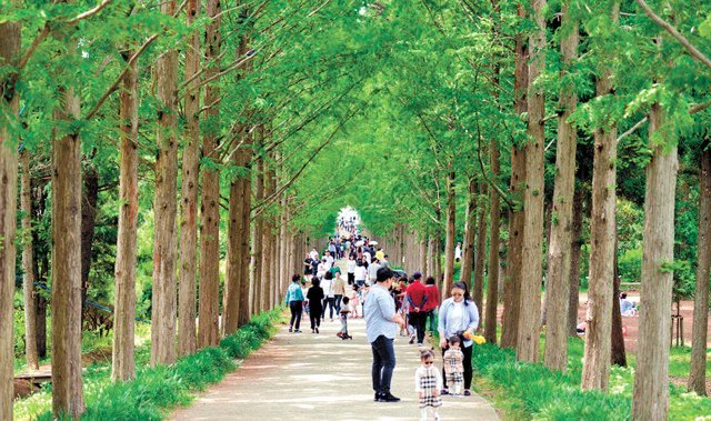 전남 나주시 산포면 전남도산림자원연구소를 찾은 탐방객들이 메타세쿼이아길에서 숲길을 체험하고 있다. 전남도 제공