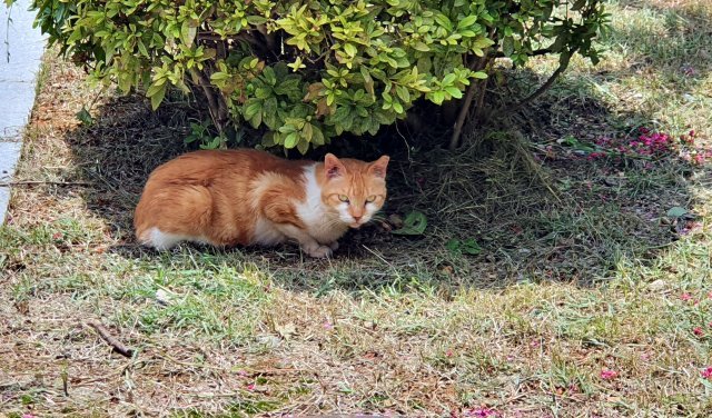 비가 내린 뒤 무더위가 다시 시작된 19일 오후 고양이 한마리가 정원수 그늘에서 더위를 피하고 있다. 뉴시스
