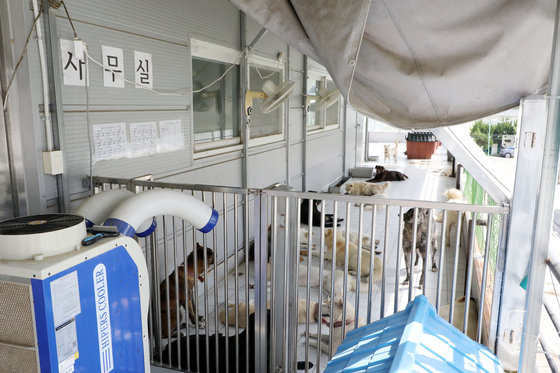 24일 오후 광주 북구 본촌동 광주동물보호소에서 보호 중인 동물들이 휴식을 취하고 있다. 2022.7.24/뉴스1