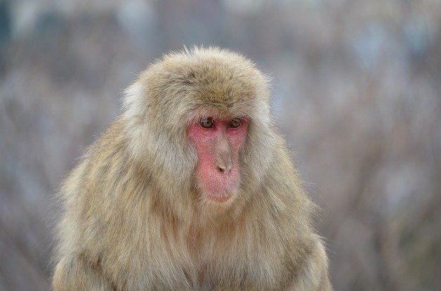 일본원숭이. 뉴스1