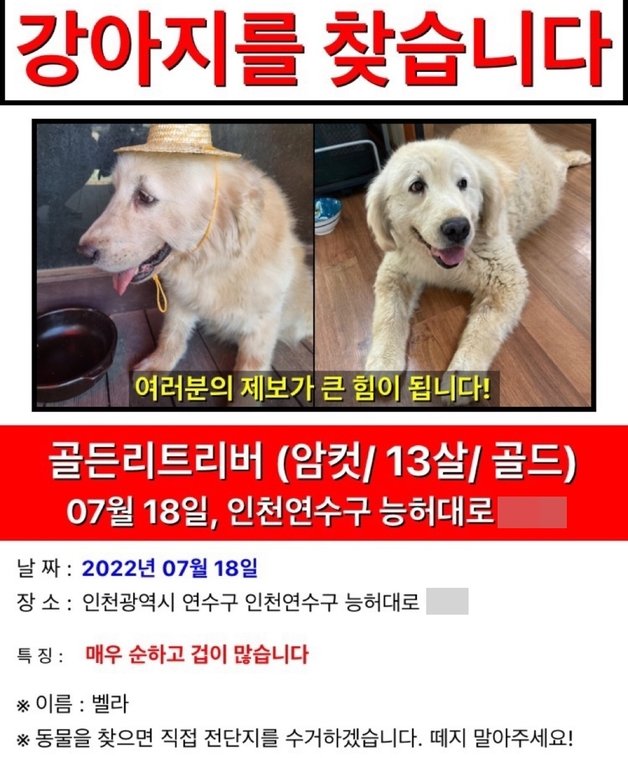 A씨가 벨라를 찾기 위해 만들어 붙였던 전단. © 뉴스1