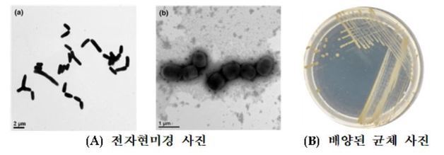 로도코커스 옥시벤조니보란스의 전자현미경 및 배양된 균체 사진 © 뉴스1