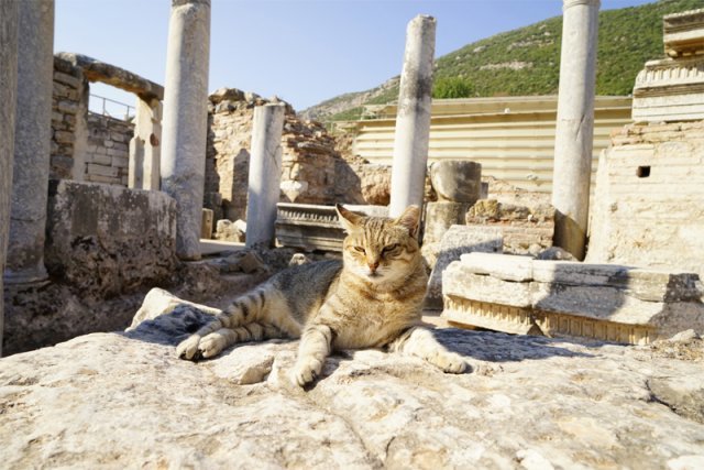 튀르키예(터키) 에페소스 셀수스 도서관의 귀족 저택 앞. 마침 들고양이 한 마리가 자리 잡고 볕을 쬐고 있는 모습을 포착했다. 고대 이집트와 로마 등지에서 고양이는 귀족들의 반려동물이었다. 강인욱 교수 제공