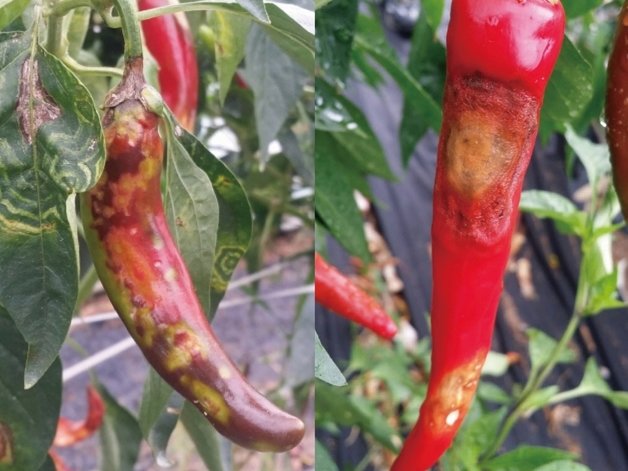 폭염으로 피해를 입은 고추 모습.(전남도 제공) 2022.8.8/뉴스1