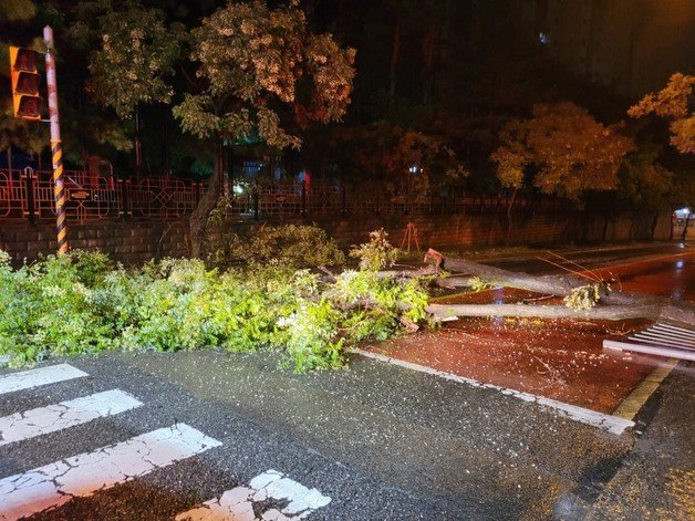 10일 오전 3시40분쯤 충북 청주시 청원구 오창읍의 한 도로에 폭우로 인해 나무가 쓰러져 있다.(충북소방본부 제공).2022.8.10