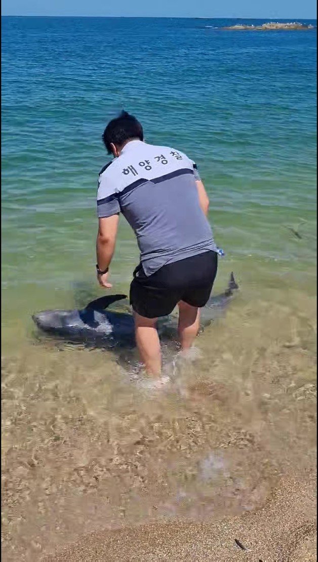 12일 오후 강원 고성 청간해변에 밀려나온 큰머리돌고래를 속초해경 직원이 다시 바다로 보내고 있다.(속초해경 제공) 2022.8.12/뉴스1