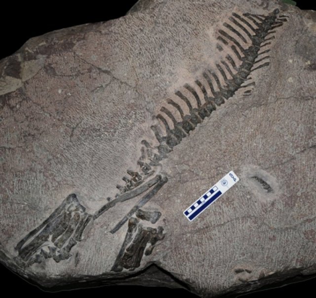 2008년 국내 최초로 발견된 ‘화성 뿔공룡’ 골격화석. 문화재청 제공