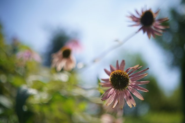 소니 A7m3, f/1.4, 1/8000초, ISO 100 촬영 결과. 출처=IT동아