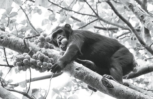 아프리카 우간다의 한 숲에서 암컷 침팬지가 무화과를 먹고 있다. 침팬지는 인간과 가장 유사한 미각 세포 내 미각 수용체를 가졌다고
 한다. 침팬지는 좋아하는 과일이 나는 장소와 시간을 기억했다가, 과일이 익을 때쯤 찾아간다. 맛을 음미한다는 점에서 침팬지도 
미식가라 볼 수 있다. 까치 제공