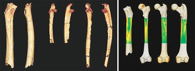 약 700만년 전 고대 인류 화석의 대퇴부(허벅지)를 3차원(3D) 형태로 만들어 현 인류와 침팬지, 고릴라의 것과 분석했다. 
오른쪽 사진에서 왼쪽부터 차례대로 약 700만 년 전 고대 인류 화석, 현 인류, 침팬지, 고릴라의 대퇴부. 프랑스 푸아티에대 
제공
