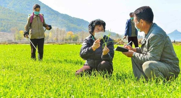 북한 평성시 삼화남새전문협동농장. 평양 노동신문=뉴스1