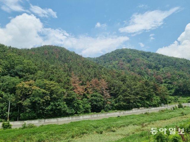 3일 찾은 경남 밀양시 상남면 어은동마을 산림. 소나무숲이 재선충병으로 고사해 마치 단풍이 든 것처럼 붉게 물들어 있다. 최창환 기자 oldbay77@donga.com