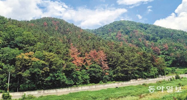 3일 찾은 경남 밀양시 상남면 어은동마을 산림. 소나무숲이 재선충병으로 고사해 마치 단풍이 든 것처럼 붉게 물들어 있다. 최창환 기자 oldbay77@donga.com