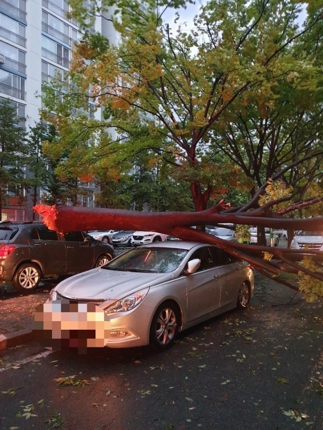 제11호 태풍 ‘힌남노‘가 6일 새벽 경남 남해안에 상륙한 가운데 창원특례시 성산구 남양동의 한 아파트에서 강풍에 쓰러진 나무가 차량을 덮치고 있다. (사진=창원소방본부 제공)