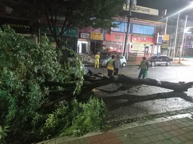 제11호 태풍 ‘힌남노‘가 몰고온 강풍으로 6일 오전 전남 순천시 왕조 2동 한 아파트앞 도로에 가로수가 쓰러져 긴급 복구 작업이 진행되고 있다. (사진=순천시청 제공)