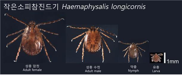 작은소피 참진드기.(인천시 제공)