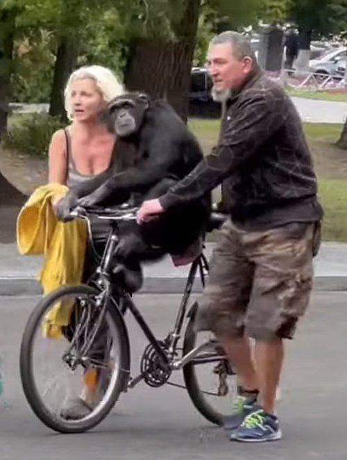5일 우크라이나 하르키우 도심에서 동물원을 탈출한 침팬지 치치가 사육사 빅토리야 코지레바 씨(왼쪽)의 자전거에 타고 동물원으로 돌아가고 있다. 트위터 화면 캡처