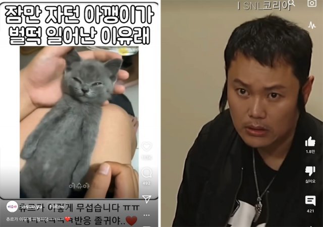 고양이 관련 ‘릴스’(왼쪽 사진)와 SNL코리아의 김민교가 등장한 ‘쇼츠’의 화면. 사진 출처 릴스, 쇼츠