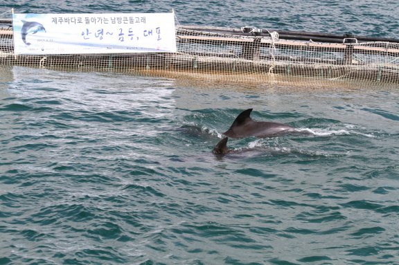 2017년 방류를 앞두고 가두리에서 야생 적응 훈련 중인 남방큰돌고래 ‘금등이’와 ‘대포’. 동물자유연대 제공