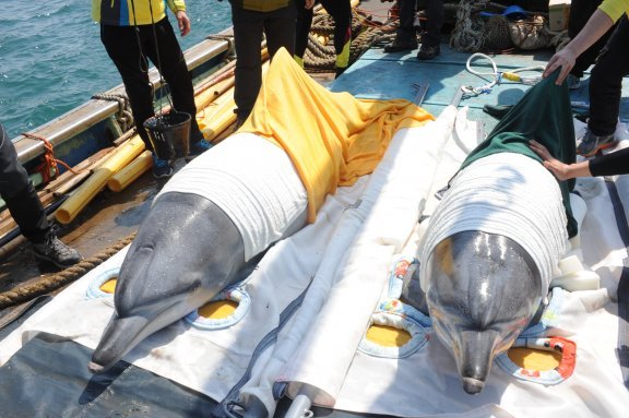 2013년 방류를 위해 이송되는 돌고래 ‘춘삼이’와 ‘삼팔이’. 동물자유연대 제공