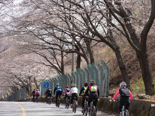 꽃길을 따라 힘차게 자전거 페달을 밝고 있는 동호인. 동아일보 자료사진