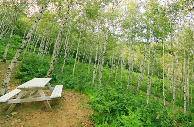 한국관광공사가 선정한 ‘2020 가을 비대면 관광지 100선’에 뽑힌 양평 서후리숲. 경기도 제공