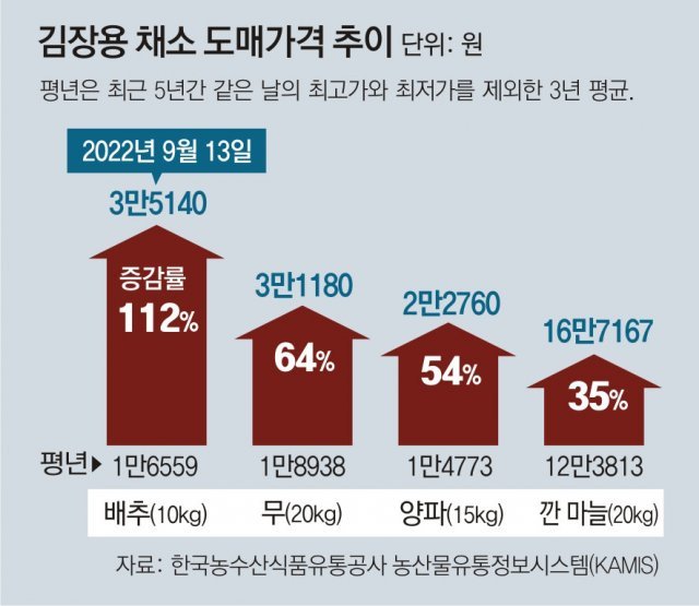 金배추에 김치없는 밥상”… 양배추로 김치 담그기도｜동아일보