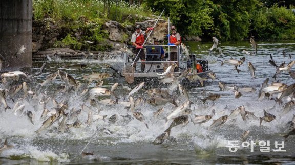 어류 차단용 전기 장벽에 죽어가는 아시아 잉어들. 쌤앤파커스 제공