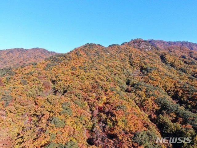 가을 단풍에 붉게 물든 치악산국립공원. 뉴시스