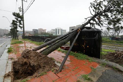19일 오전 울산 동구 주전동의 한 도로에 가로수가 뿌리채 뽑혀져 있다.