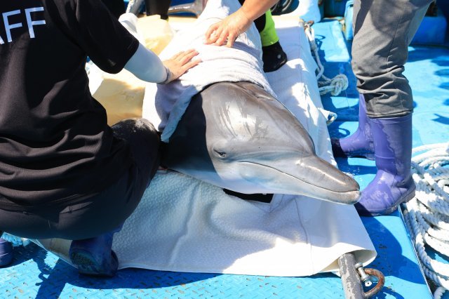 비봉이가 제주 대정읍 앞바다에 설치된 해상가두리로 이송되고 있다. 2022.9.28. 해양수산부 제공