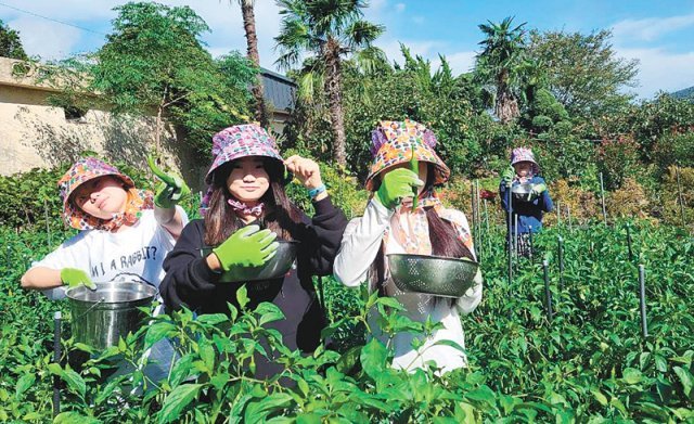 23일 전남 강진군 군동면 대곡마을 푸소 농가를 찾은 광주 문산중 학생들이 텃밭에서 고추따기 체험을 하고 있다. 강진군 제공