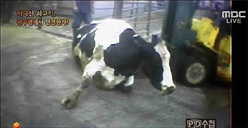 MBC PD수첩이 2008년 4월 29일 방송한 ‘미국산 쇠고기 과연 광우병에서 안전한가’의 한 장면.