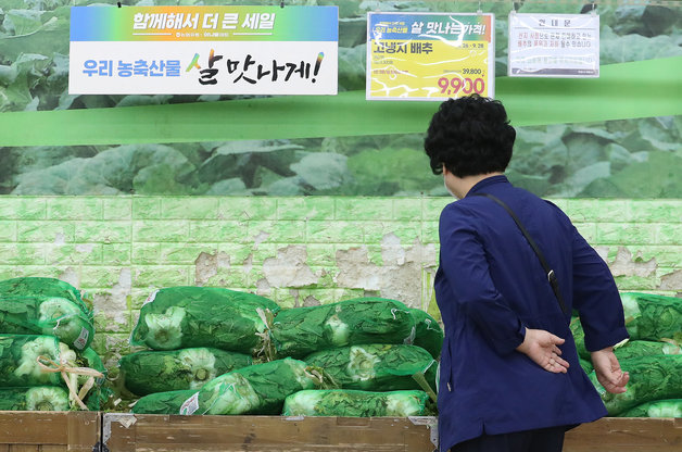 서울 양재구 하나로마트에 배추가 판매대에 진열되어 있다. 배춧값이 올 여름 폭염과 폭우로 인한 생산량 감소와 태풍의 영향으로 고공행진을 벌이고 있다. /뉴스1DB
