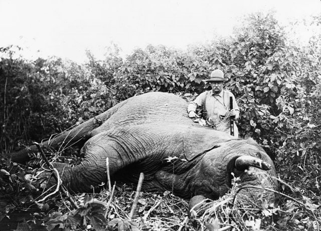 “굴러다니는 대포알(loose cannon)이 되고 싶지 않다”며 은퇴 후의 삶을 걱정했던 시어도어 루즈벨트 대통령은 퇴임 후 오지 탐험을 하며 지냈다. 그가 아프리카에서 직접 사냥한 코끼리. 위키피디아