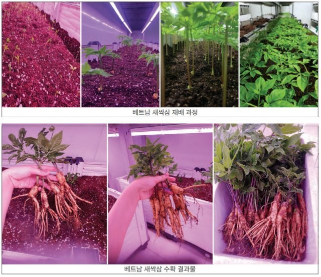베트남에서 재배한 새싹삼의 생육 과정과 결과물, 출처: 어밸브