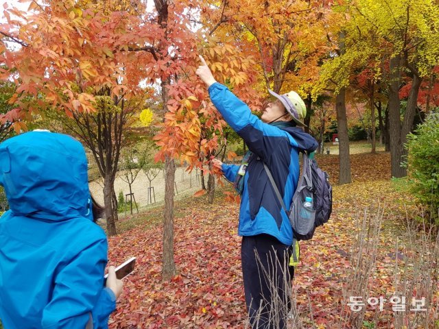 단풍이 한껏 든 숲에서 낙엽의 생태를 설명중인 박 씨. 박삼령 씨 제공