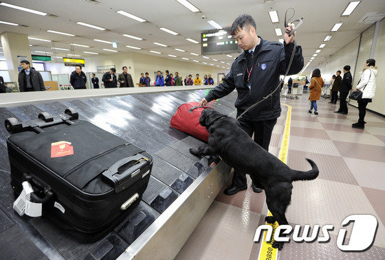 대구경북본부세관 마약탐지견 겨레가 핸들러와 함께 대구국제공항 입국장에서 중국 상하이를 출발해 대구공항으로 들어온 중국인 등을 대상으로 마약 투약 및 소지 여부를 탐지하는 모습.