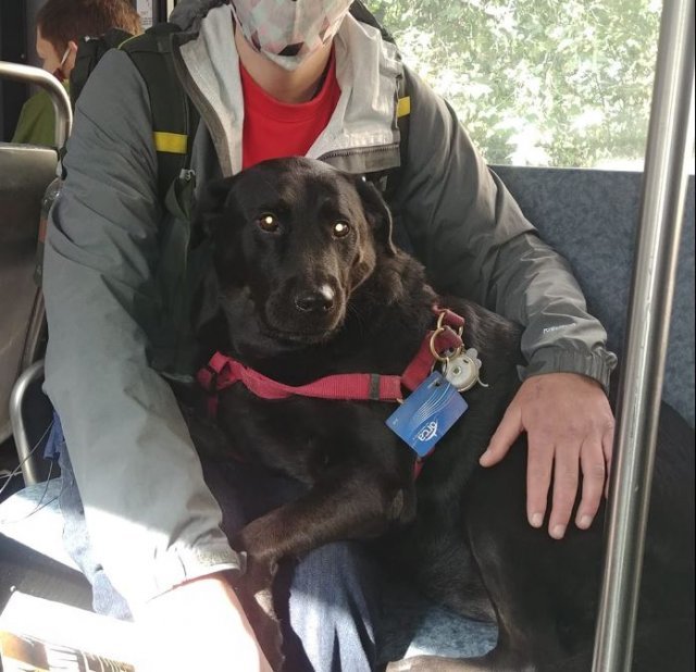 페이스북 ‘Eclipse Seattle‘s Bus Riding Dog’ 갈무리