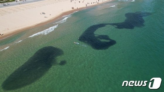 최근 부산 해운대해수욕장에 나타난 정어리 떼가 수백m가량 검은 띠를 형성하고 있다.2022.10.19. 해운대구청 제공