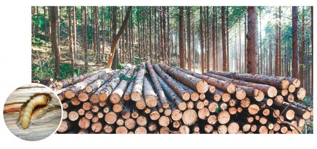 목재와 번데기방유충(작은 사진)