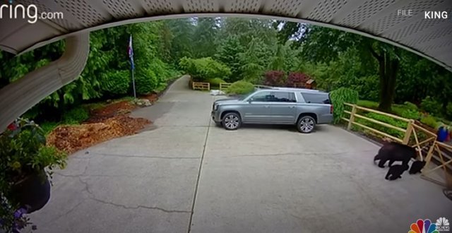 집 근처를 어슬렁 거리는 흑곰과 새끼들. 사진= NBC NEWS 유튜브 캡처