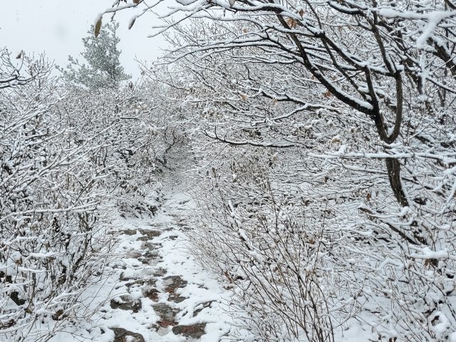 강원북부산지에 대설주의보가 발효된 24일 강원 오대산 노인봉(1388m) 인근에 눈이 쌓여 있다. 오대산국립공원사무소에 따르면 오대산 인근 아침 최저기온은 영하 2.9도까지 떨어졌으며, 이날 오후 1시 기준 오대산의 적설량은 약 5㎝ 정도다. 오대산국립공원사무소 제공