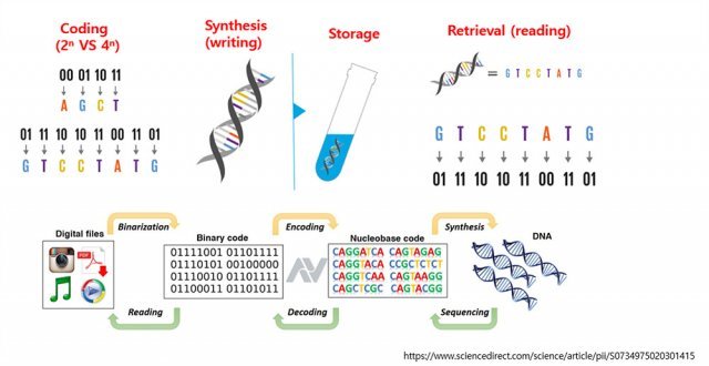 DNA 스토리지 개략도. 세포 분석과 합성 기술을 활용해 DNA의 염기 서열을 조절, 데이터를 저장하는 원리다. 출처 = 셀라바이오텍