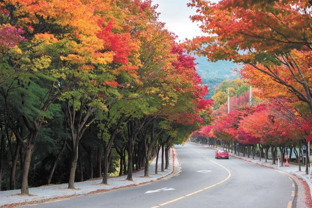 팔공산 단풍