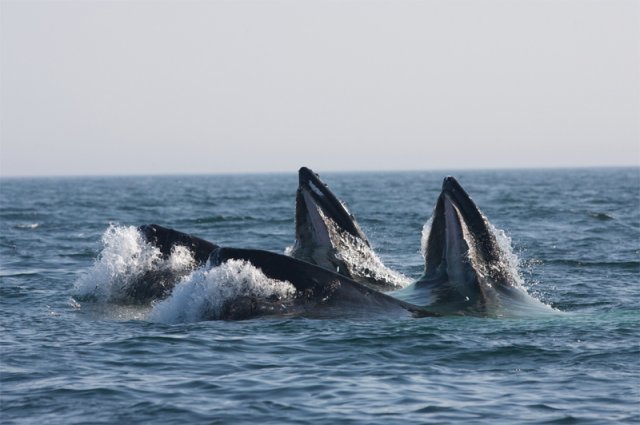 먹이를 먹고 있는 수염고래들. 연구팀은 2010∼2019년 수염고래 등 뒤에 측정기를 달고 먹이 섭취 등 행동을 관찰해왔다. 미국 해양대기청(NOAA) 제공