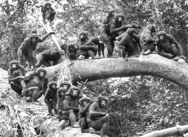 서로 다른 보노보 무리가 나무 위에 올라 함께 생활하는 광경. 콩고민주공화국의 암바 야외 연구 장소에서는 이렇게 여러 무리가 뒤섞여 평화롭게 지내는 모습을 흔히 볼 수 있다. 요코야마 다쿠마, 후루이치 다케시 제공