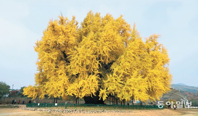 강원 원주시 문막읍 반계리 은행나무는 수령 800년의 천연기념물이다. 찬 바람이 불면서 은행잎이 꽃비가 되어 흩날리고, 나무 아래엔 노란색 카펫이 깔린다.