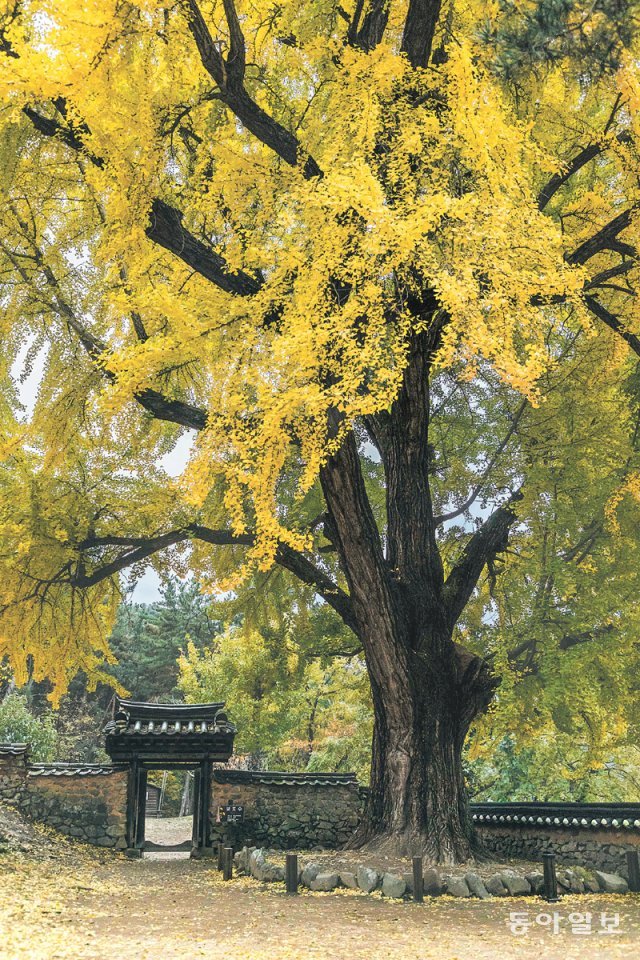 단풍잎이 떨어져 깔리면 더욱 아름다운 경남 밀양 금시당 은행나무.